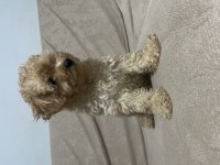 Erkek Güzeli Maltipoo Bebeğim