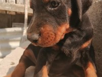 A şecereli anne ve babadan a scrli doberman yavrular