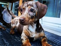 Dapple Dachshund (sosis köpek) Yavrular