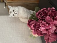 14 aylık british kısır kedimiz