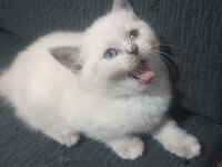 Minik british shorthair kediler