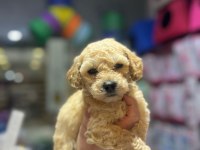 Maltese bebekler