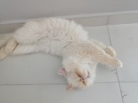 Saf kan sıfır burun persian