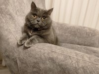 Kedimize yuva arıyoruz