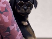 Rottweiler Saf Irk Köpeğimiz