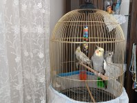 Dişi erkek sultan papağanı