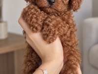 Baby Face Toy Poodle Yavrular