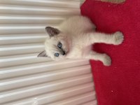 British shorthair bebeklerimiz