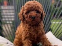 TOY POODLE YAVRULARI