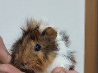Evcil 3 adet yavru guinea pig ele alıştırmaya uygun