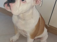 Safkan İngiliz Bulldog