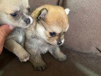 Pomeranian Boo bir dişi bir erkek