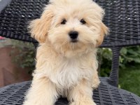 Kore Maltipoo bebekler