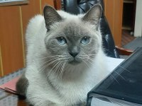Blue point - siyam kedimiz