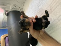 1 erkek 1 dişi rezerveye açık yorkshire terrier