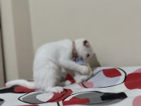 Süper yavrucuk british shorthair