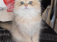 NY11 Golden British Longhair Yavru