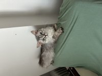 İRAN KEDİSİ İKİ YAŞINDA