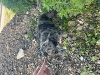 DİŞİ FRENCH BULLDOG MERLE 1.5 YAŞINDA
