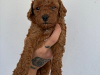 Toy poodle köpeği