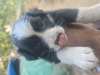 Safkan saĝlıklı border collie bebekler