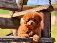Oyuncak Ayıcık Görünümlü Red Poodle Yavrularımız 