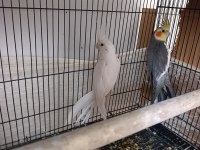 Garantili takım sultan papağanı