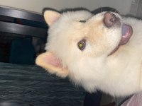 4 aylık chow chow yavrumuzu sahiplendirmek istiyorum