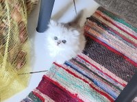 14 haziran doğumlu british longhair