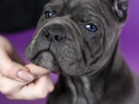 2 aylık safkan Cane Corso yavrularım