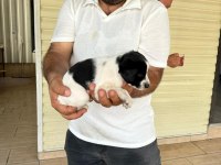 Jack Russell Yavruları