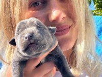 Dev Cane Corso Yavruları