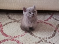 Safkan yavrular british shorthair
