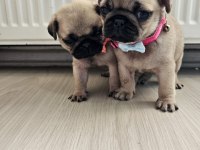 Pug mops yavrularımız