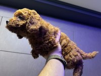 Kore 56 Günlük Toy Poodle Dişi ve Erkek Yuva Arıyor