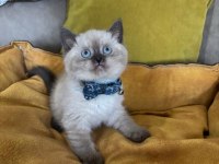 British Shorthair Erkek Yavrumuza Yuva Uyguna