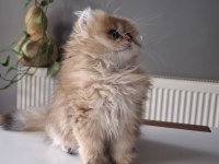 British Longhair Golden Yavrumuz Full Şecereli
