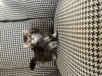 British longhair özel renk