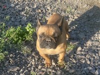 Fransız Bulldog Dişi