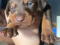 Europa Doberman Bebekler
