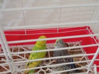 Sahiplendirilecek muhabbet kuşlar