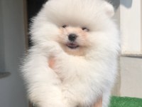 2.5 aylık erkek üst kalite Pomeranian boo yavrular