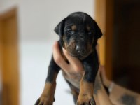 Farklı olmak isteyene doğru adres blue doberman yavrular