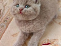 AYI SURAT LİLAC RENK LOKUMULİNKOO KEDİLER