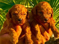 Toy poodle yavruları