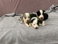 Muhteşem border collie yavrular