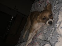 8 aylık köpeğimiz acil sahiplenme