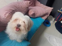 Maltese terrier bakımlı kimlikli aşıları tam