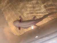 Axolotl her şeyi ile