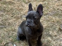 French bulldog safkan blue fransız bulldog safkan blue
